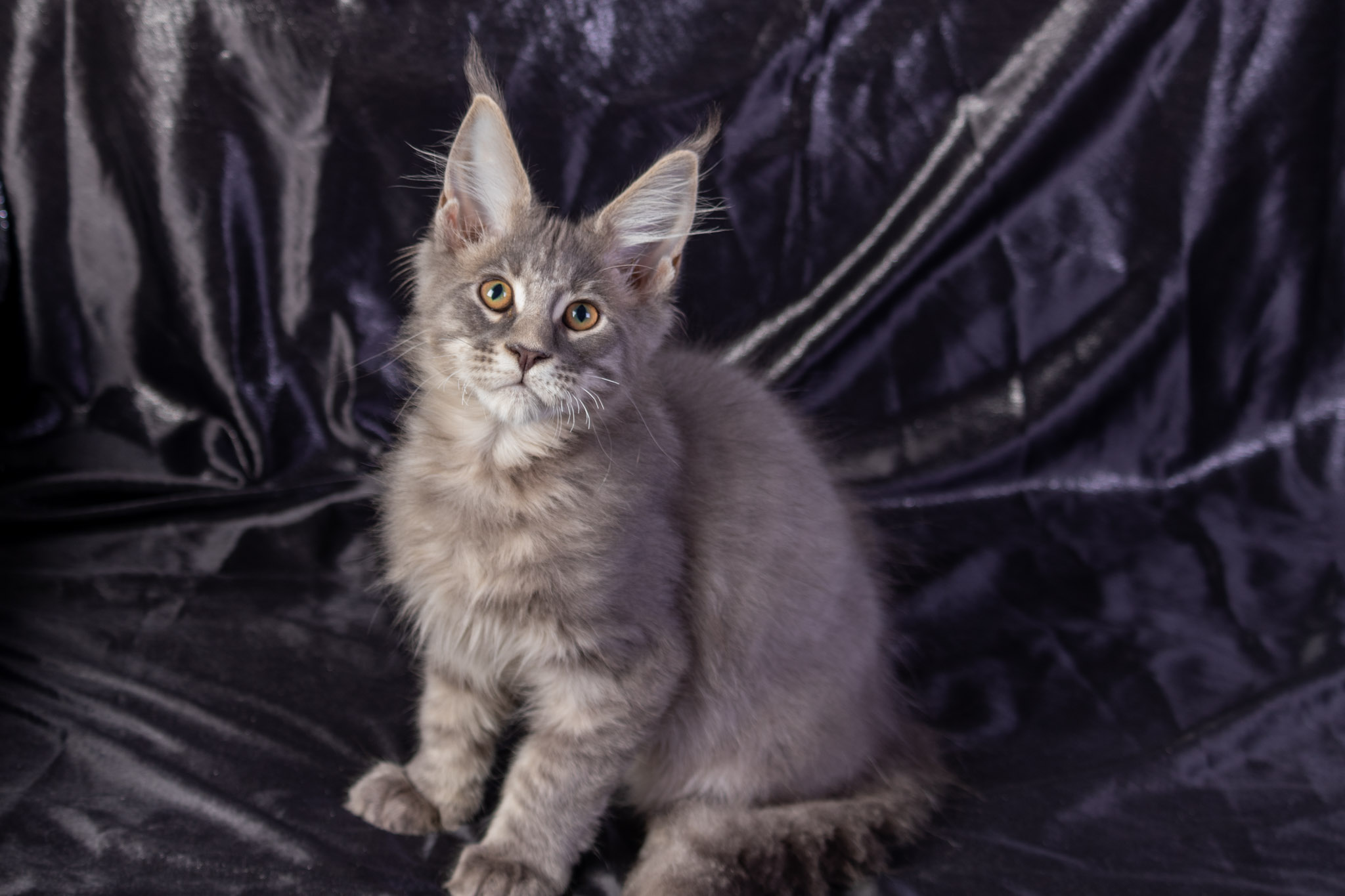 Filhote maine coon